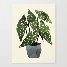 begonia maculata interior plant Canvas Print