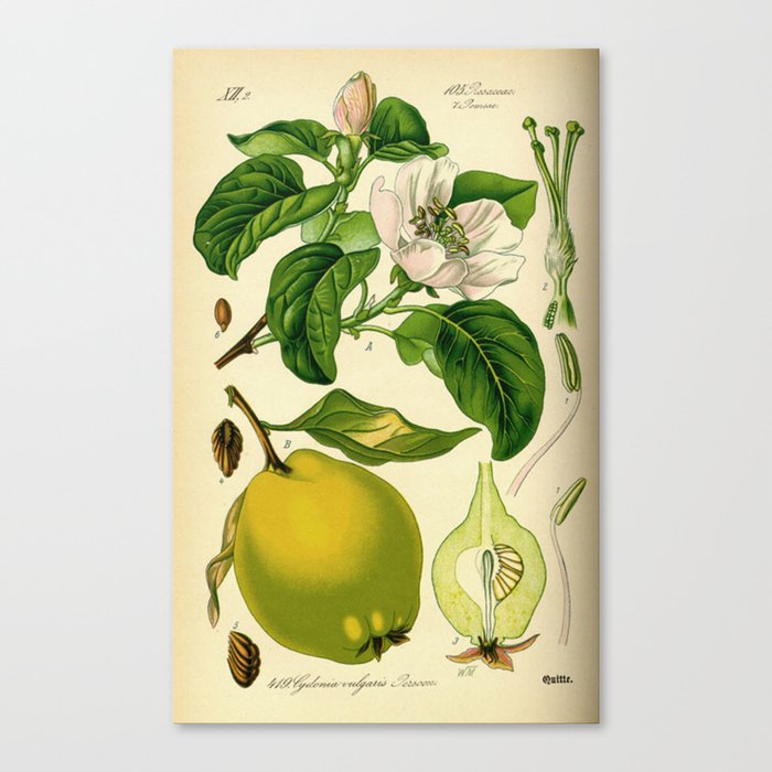 Botanical Print Canvas Print
