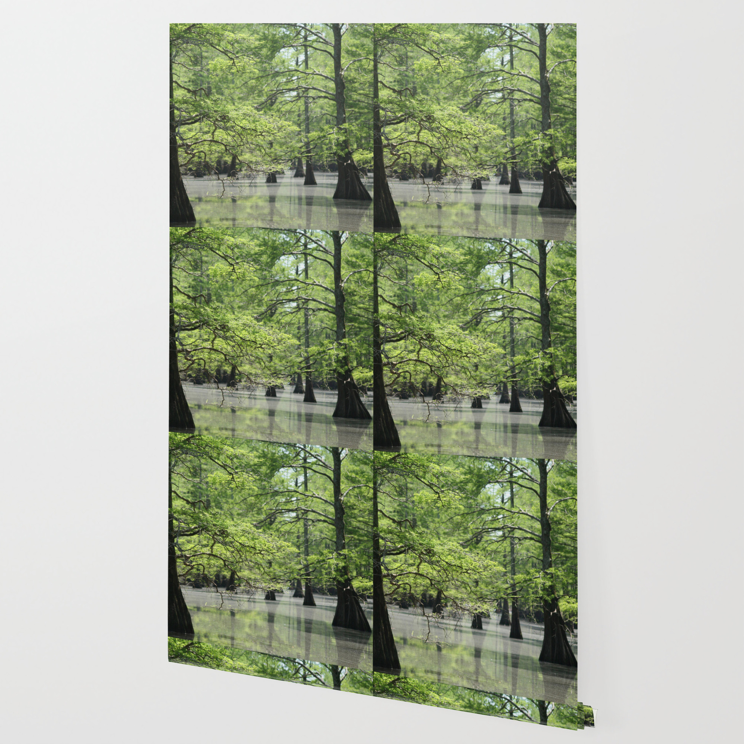 Cypress Trees In The Louisiana Swamp Wallpaper By Bravuramedia