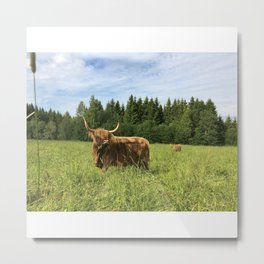 Fluffy Highland Cattle Cow 1181 Metal Print