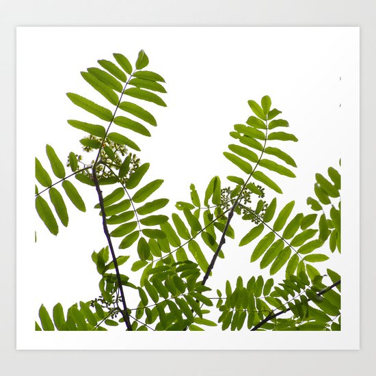 New Green Leaves Of A Rowan Art Print