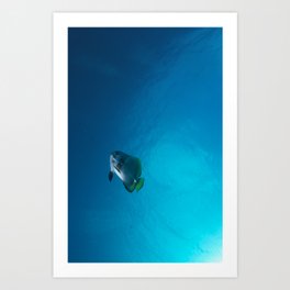 Single tall fin batfish Art Print