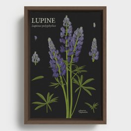 Botanical Lupine (Black) Framed Canvas