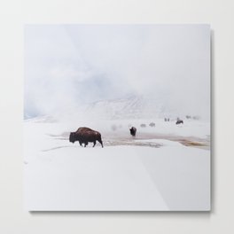 Wild Bison in Winter Metal Print