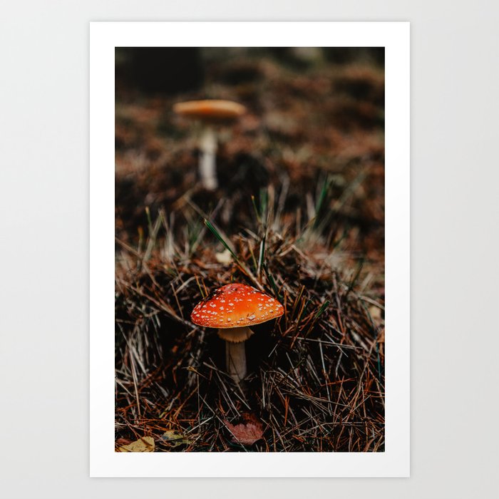 Mushroom | Fine Art Travel Photography Art Print