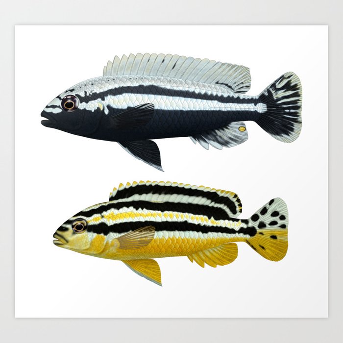 Malawi cichlids Melanochromis auratus pair Art Print