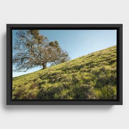 Valley Oak Framed Canvas