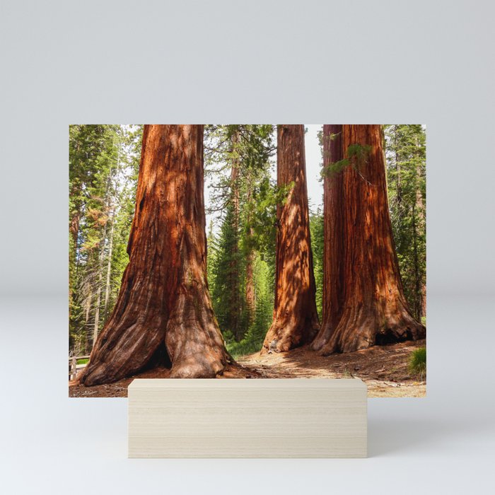 Giant Sequoia Trees, Yosemite National Park Mini Art Print