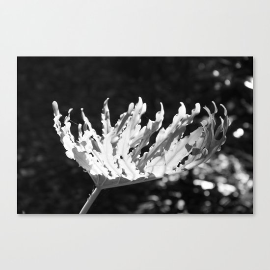 Bowl with light Canvas Print