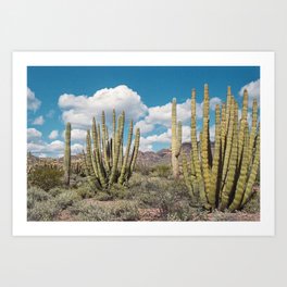 Organ Pipe Cactus Desert Landscape Film Art Print