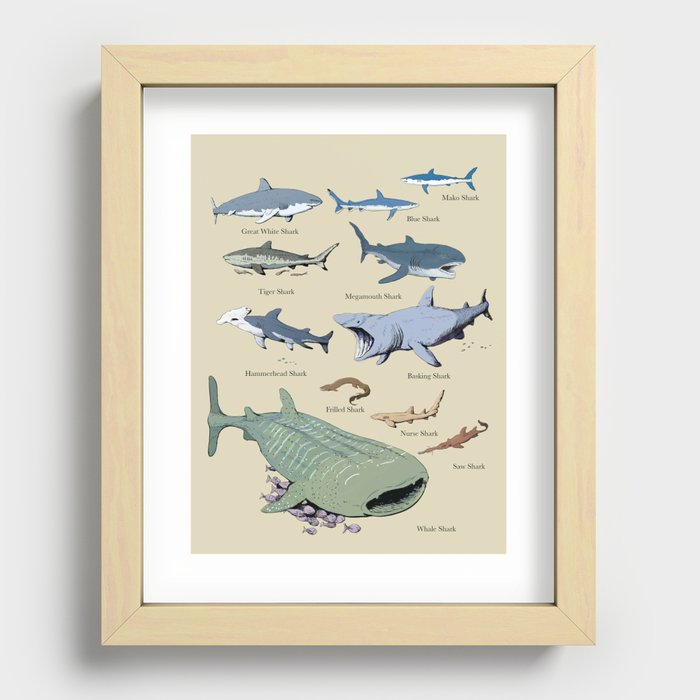 Shark Chart Recessed Framed Print