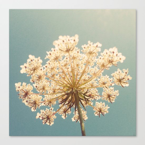 Queen Anne's Lace Canvas Print