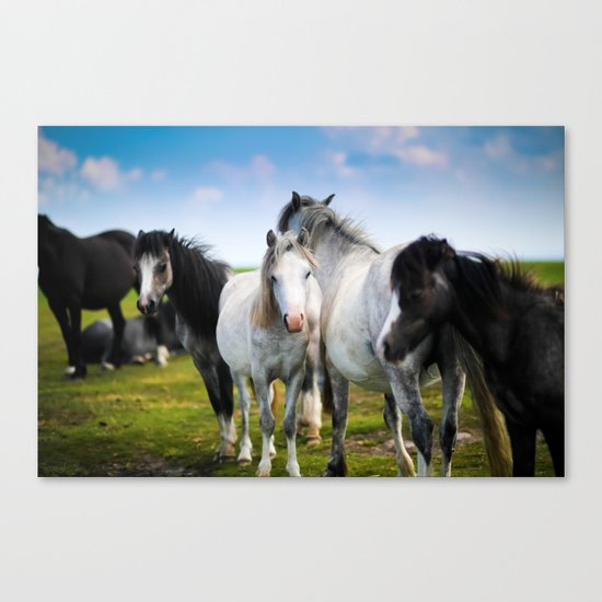 Horses Horses 4 Canvas Print