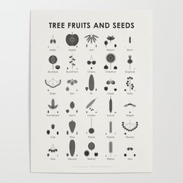 Tree Fruits, Nuts, Cones and Seeds Identification Chart Poster