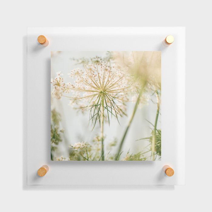 Queen Anne - Botanical Photograph Floating Acrylic Print