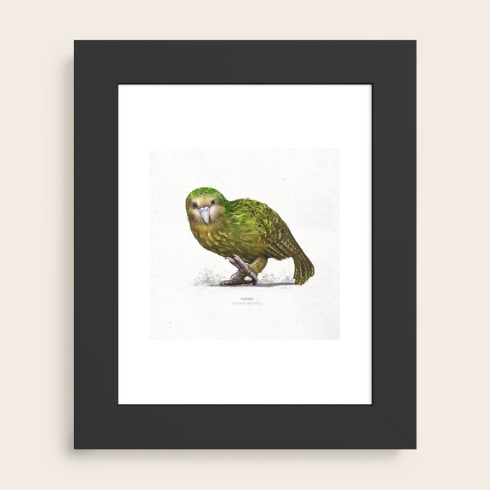Kakapo parrot scientific illustration art print Framed Mini