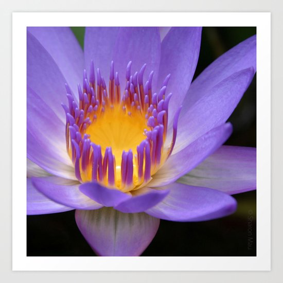 My Soul Dressed in Silence Art Print