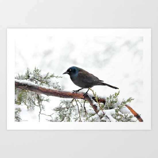 Snow Grackle Art Print