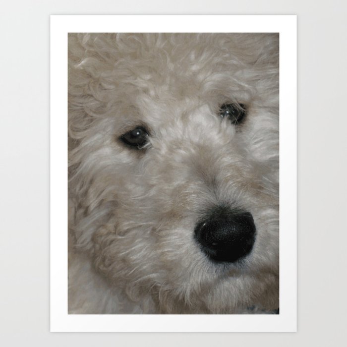 Cute Goldendoodle Puppy Dog Portrait Art Print