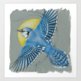 Canadian Birds Series Blue Jay in Flight Art Art Print