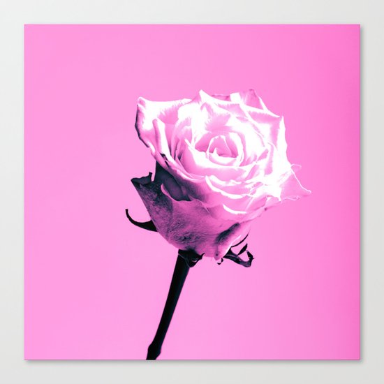 Pink Roses Canvas Print