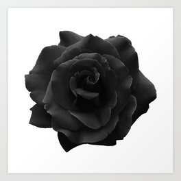 Black Rose on White - Single Large High Resolution Art Print