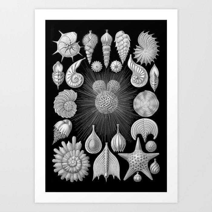 Black and White Shells - Beach Print Art Print