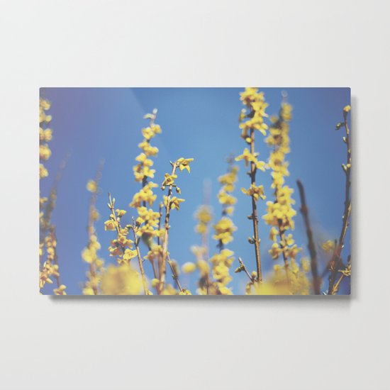 Forsythia Metal Print