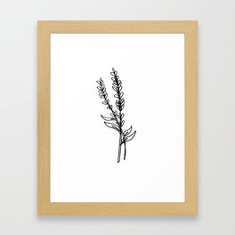 Lavender Framed Art Print