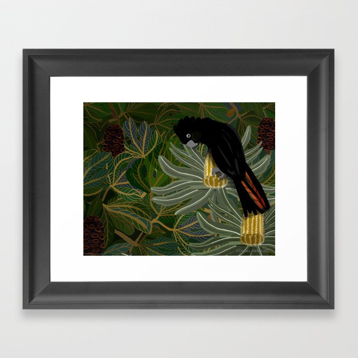 Red Tailed Black Cockatoo 2023 Framed Art Print