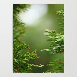 Evergreen Rainy Bokeh Poster