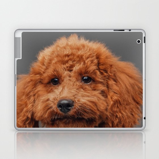Cute Miniature Poodle Peach Fur Against 21 Laptop & iPad Skin
