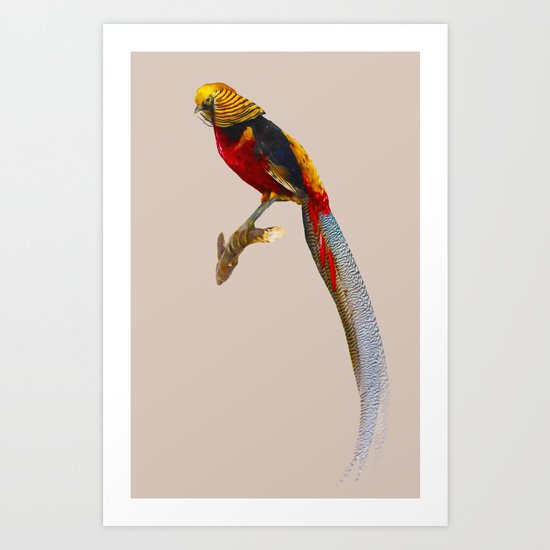 Pheasant Art Print