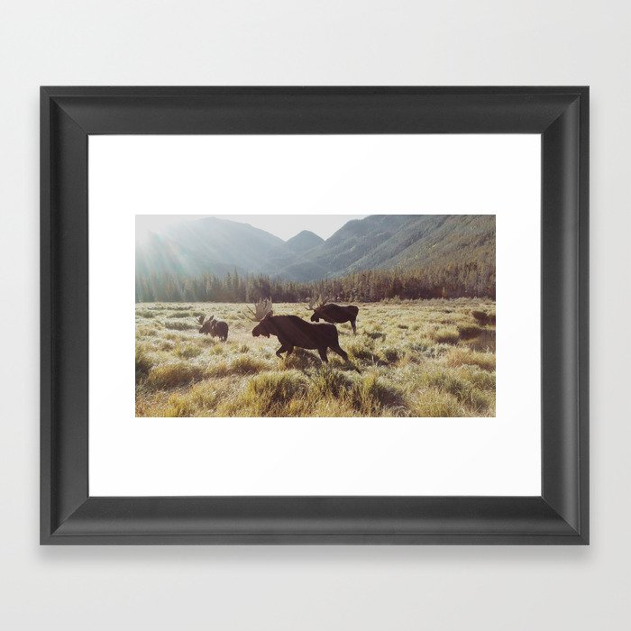 Three Meadow Moose Framed Art Print