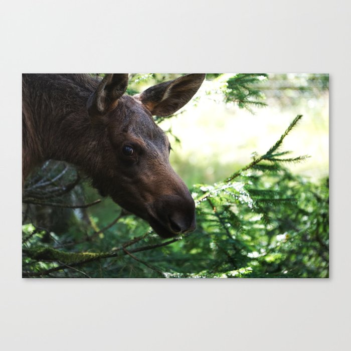 Elk Photo Print Canvas Print