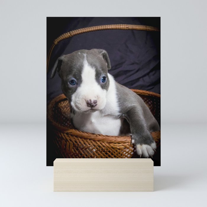 Pitbull gift baskets hot sale