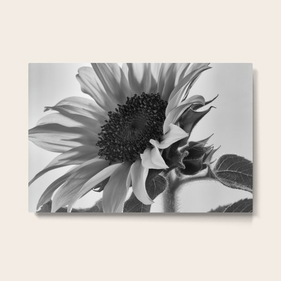 Sunflower Black & White Metal Print