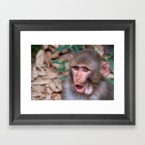 Young Rhesus Macaque with Food in Cheeks Framed Art Print