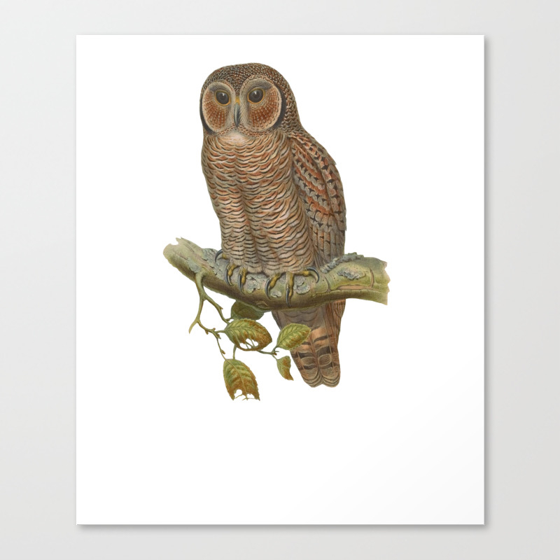 Lonely Owl Realistic Painting Canvas Print By Minimalisteez Society6