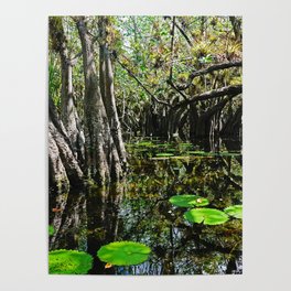 El Corchal | Mangrove Forest in Quintana Roo, Mexico | Nature Photography in Color Poster