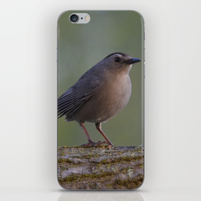 Gray Catbird near Sunrise iPhone Skin