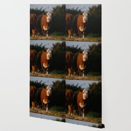 Hereford cows on Texas ranch Wallpaper