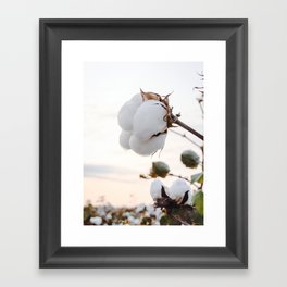 Cotton Flower 5 Framed Art Print