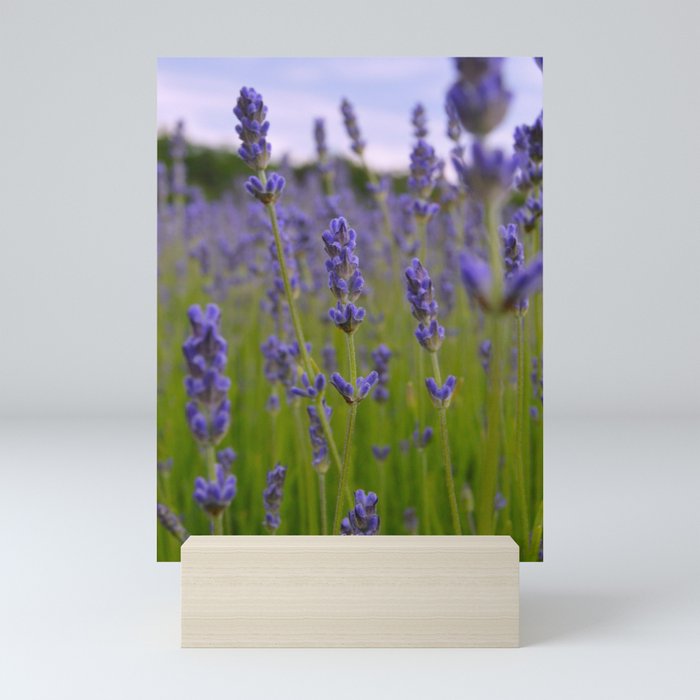 Lavender Soul (purple blue flowers, fields, farms, summer, Wisconsin,  farmhouse, nature, peaceful, closeup) Mini Art Print