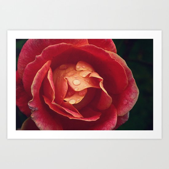 cls p rose Art Print
