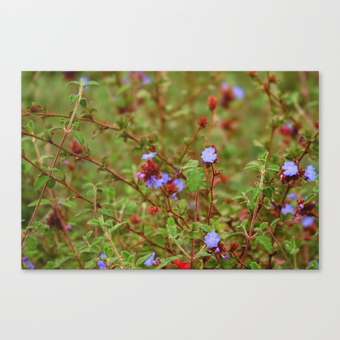 Blue Plumbago flowers | Wildflower meadow  Canvas Print