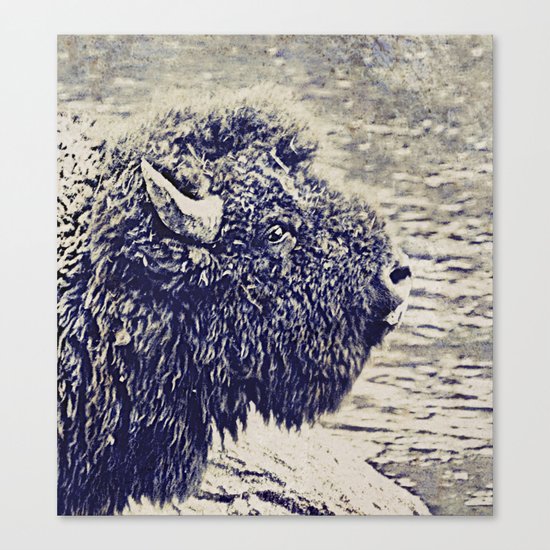 Bison Canvas Print