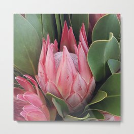 Kamila's Protea Metal Print | Stilheart, Film, Wedding, Photo, Southafrica, Flower, Digitalmanipulation, Color, Indigenous, Protea 