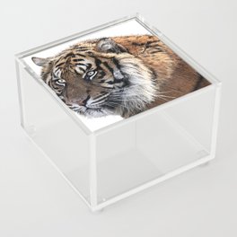 Love Tigers Acrylic Box