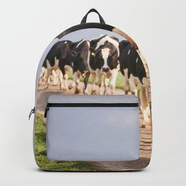 Herd Cows Being Led Milking Along Backpack